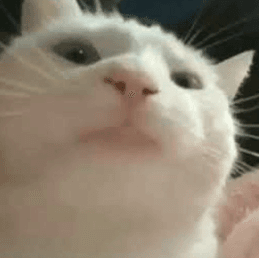 Vibing Cat